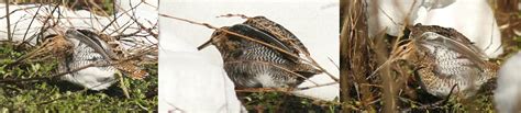 5 Things common snipe vs wilsons snipe Uncover Their Hidden Secrets Now