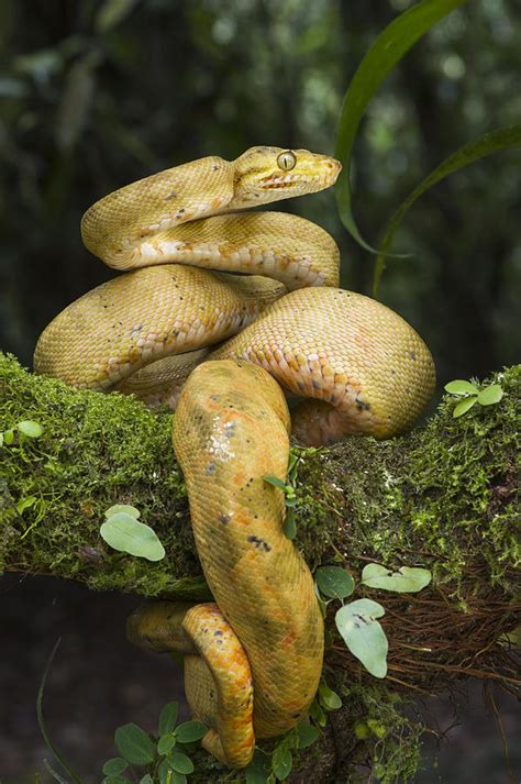 Common Tree Boa