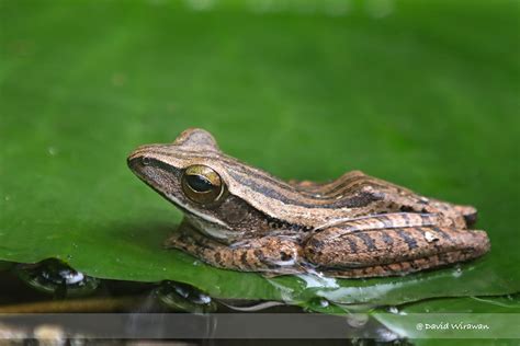 Common Tree Frog Singapore