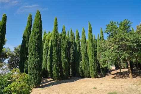 Common Trees In Cyprus