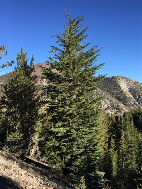 Common Trees In Western Washington