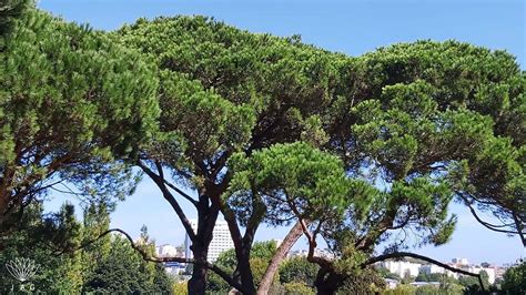 Common Trees Portugal