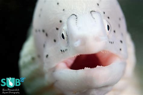 common underwater photography problems