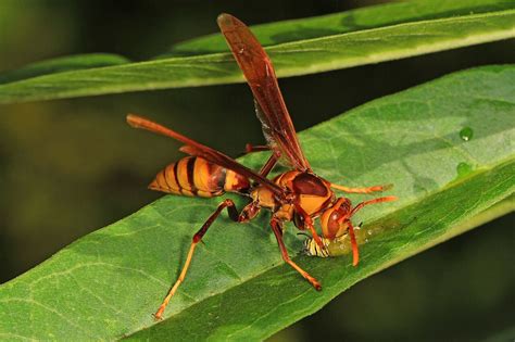 common wasps in florida