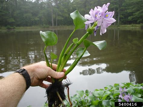 Unveiling the Surprising Uses of Common Water Hyacinth: A Natural Wonder You Didn't Know About