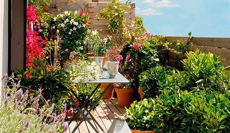 Como Hacer Un Jardin En La Terraza Cómo Jardín O Balcón. 25 Fotos