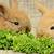 como se alimentan los conejos
