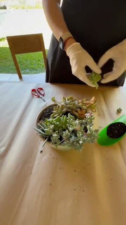 Como Armar Suculentas