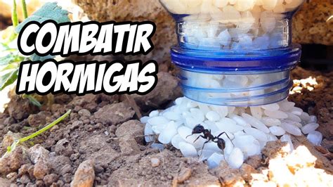 Como Combatir Hormigas Pequeas