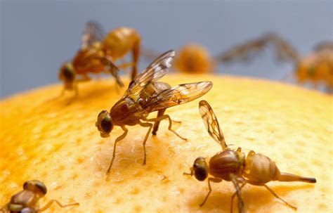 como combatir la mosca de la fruta