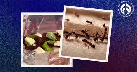 Como Correr Hormigas