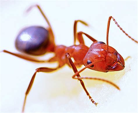 Como Correr Hormigas Rojas