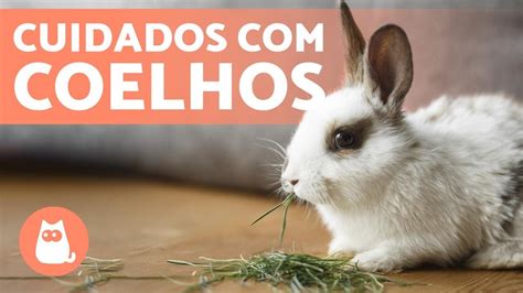 como cuidar de um coelho em casa