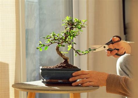 Como Cuidar Mi Bonsai