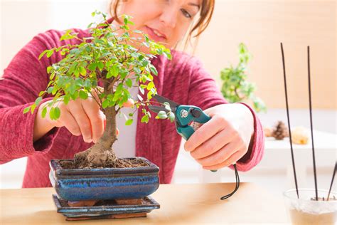 Como Cuidar Un Mini Bonsai