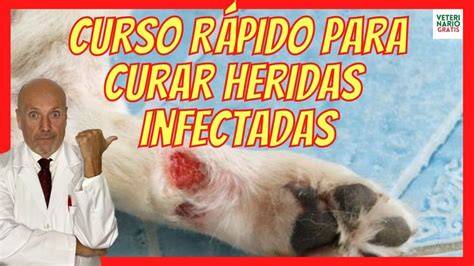 Descubre cómo curar una herida a un perro Basic Farm