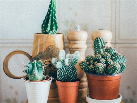 Como Decorar Con Cactus Pequeos