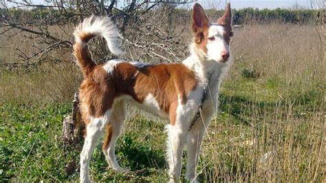 About Como Educar A Un Podenco Latest