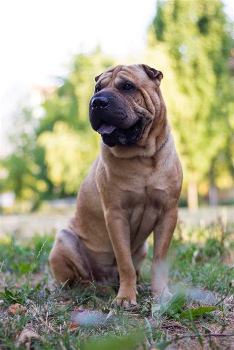 Como Educar A Un Sharpei Trending