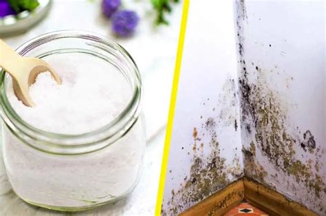 Como Eliminar El Mojo