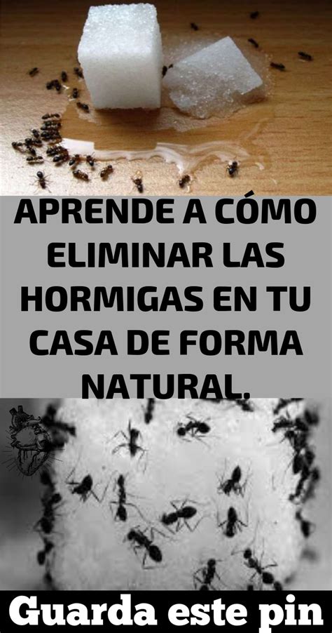 como eliminar hormigas en la casa