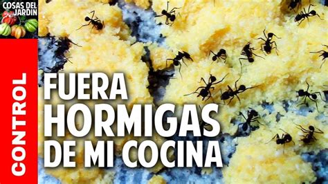 como eliminar hormigas en la cocina