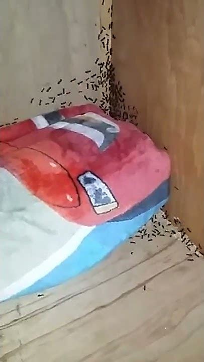 Como Eliminar Mordullos