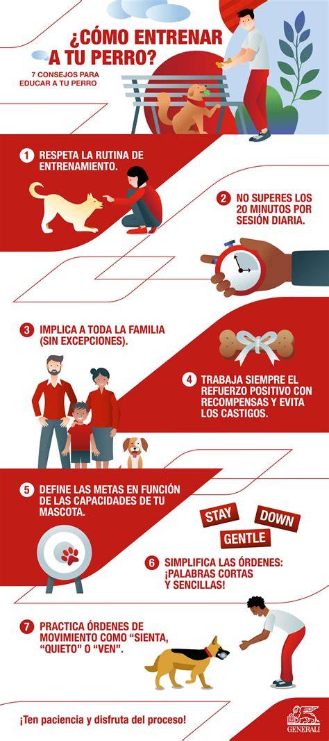 Como entrenar un perro para vivir dentro de casa