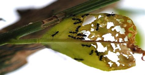 Como Espantar Hormigas Rojas