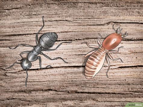 Como Exterminar Hormigas Carpinteras