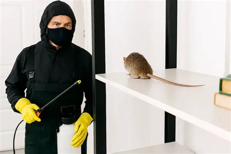 Como Exterminar Ratas