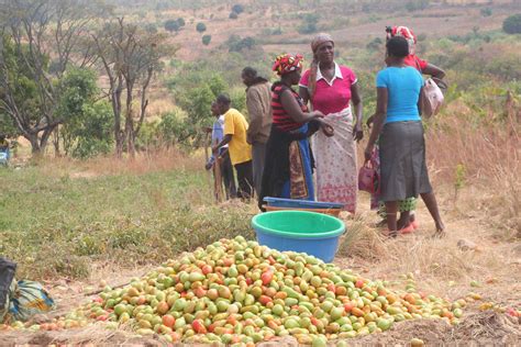 como investir na agricultura em angola