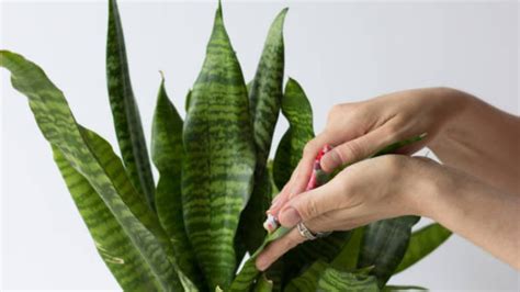 Como Limpiar Correctamente El Ano