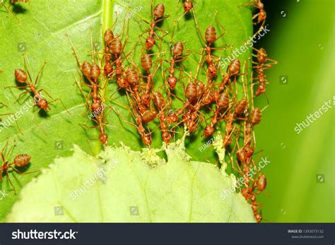 Como Matar Hormigas Rojas