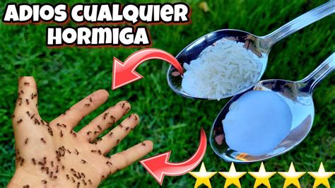 Como Matar La Hormigas