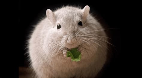 Como Matar Pericotes