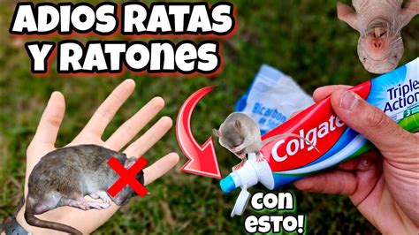 Como Matar Ratas Sin Que Sufran