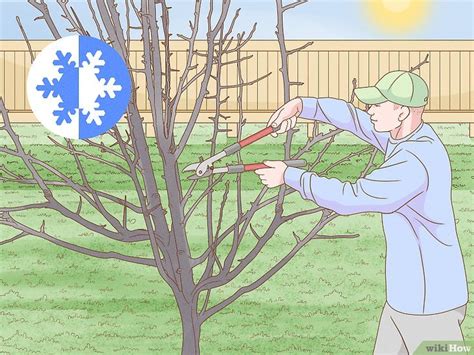 Subject Como Podar Un Peral Latest