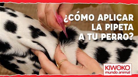 Como Poner Las Pipetas A Los Perros Actualizado abril 2022