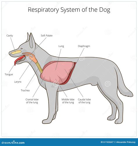 como respira un perro