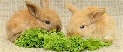 como se alimentan los conejos
