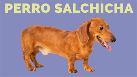 como se dice perro salchicha en ingles