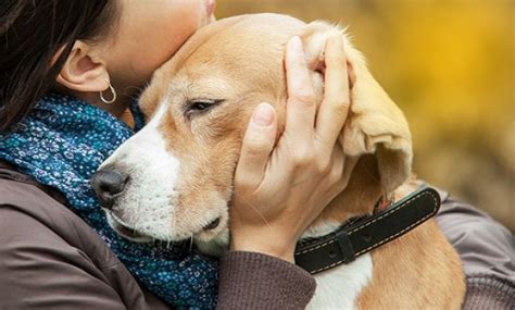 como superar a perda de um cachorro