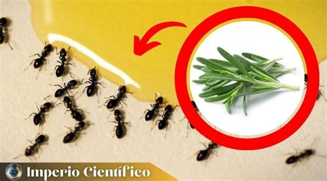 Como Terminar Con Las Hormigas Arrieras