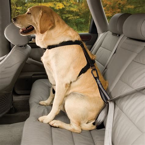 como transportar cachorro no carro em viagem