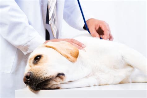 como tratar cachorro envenenado