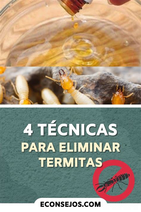 Como Tratar Las Termitas