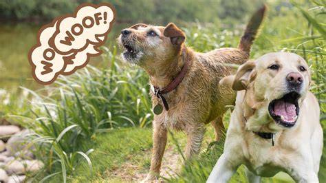 Consejos para evitar que un perro ladre ¡Funcionan!