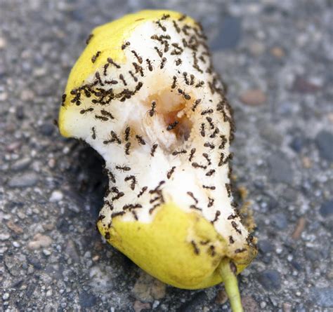 Como Usar Borax Para Hormigas