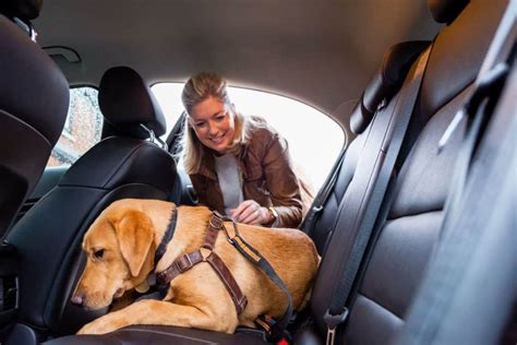 como viajar com cachorro no carro